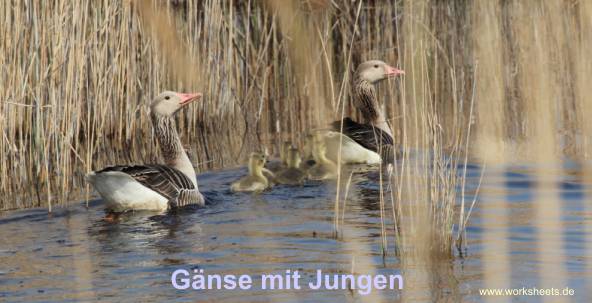 04Gnse_mit_Jungen