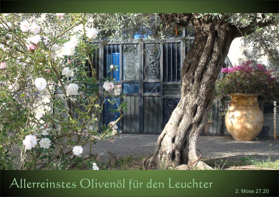 Allerreinstes_Olivenl_fr_den_Leuchter