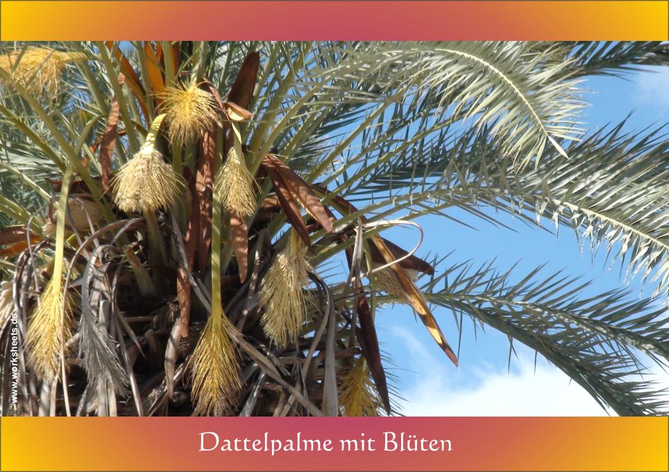 Dattelpalme_mit_Blten