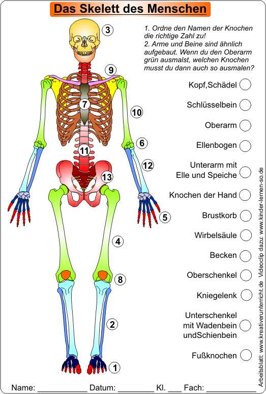 Die_Knochen_des_Menschen-Klasse3-4