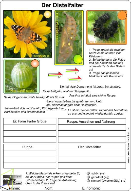 Distelfalter-Zuordnen-AB1