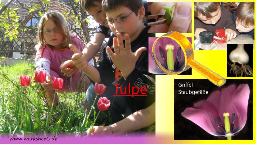 Film-Tulpe