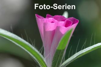 Foto-Serien-Logo