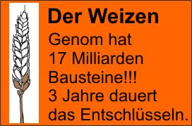 Genom_des_Weizens_17_Milliarden_Gene.