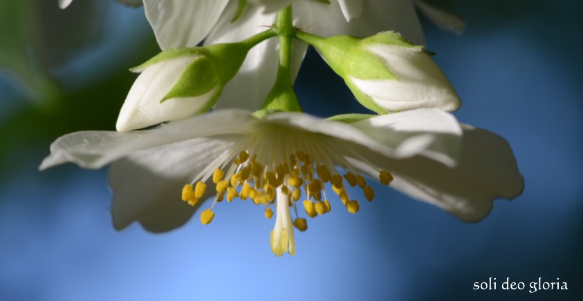 Jasmin-Liebe