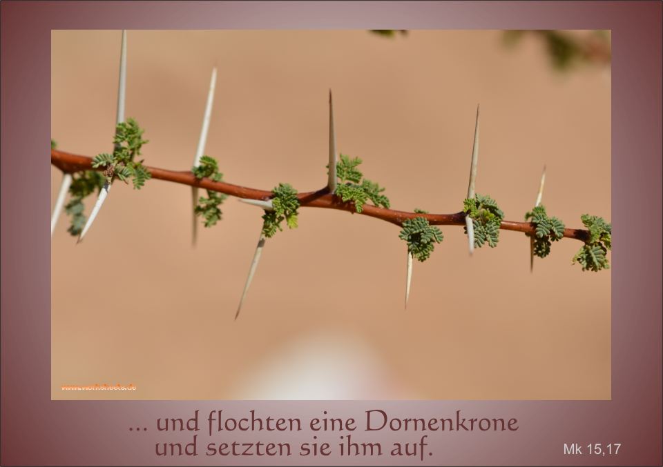 Jesus-Dornenkrone