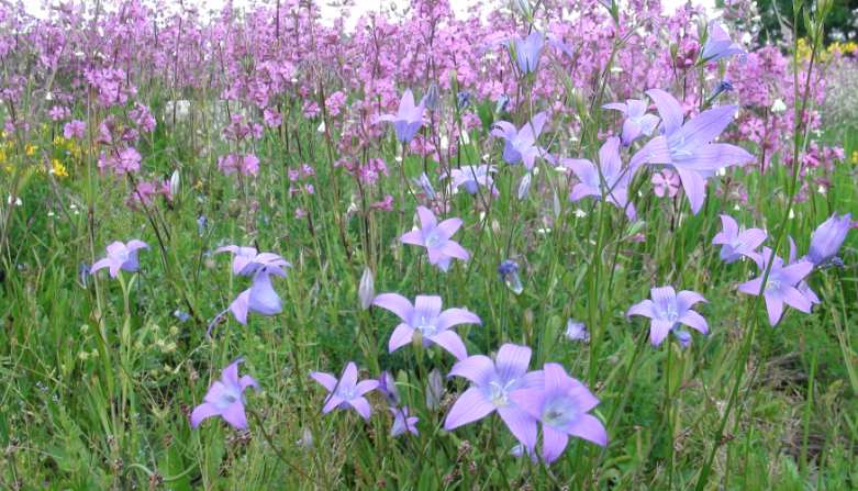 Judenfriedhof-Glockenblume