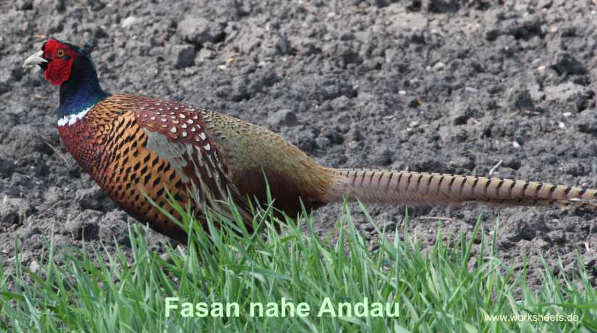 KU-Illmitz-Fasan_nahe_Andau