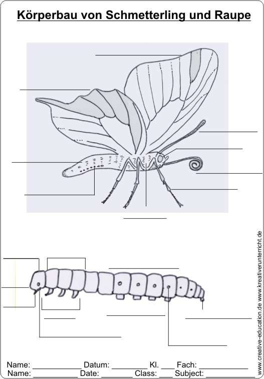 Krperbau_von_Schmetterling_und_Raupe-AB