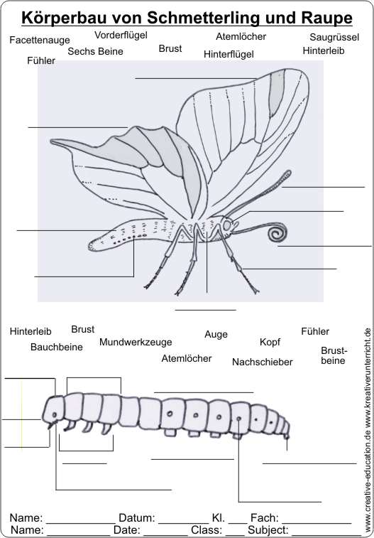 Krperbau_von_Schmetterling_und_Raupe-AB1