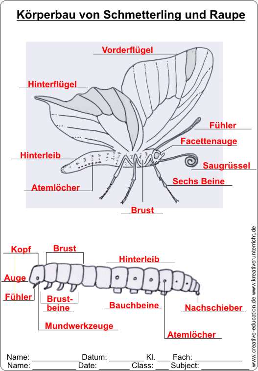 Krperbau_von_Schmetterling_und_Raupe-Ls