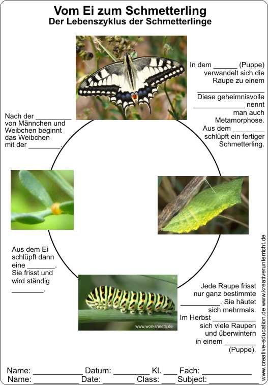 Lebenszyklus_Schmetterling-Vom_Ei_zum_Schmetterling-AB-Lcken