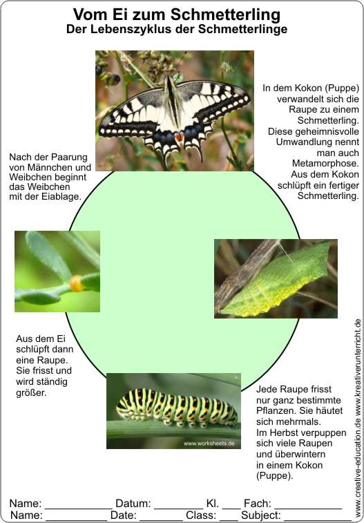 Lebenszyklus_Schmetterling-Vom_Ei_zum_Schmetterling-Ls