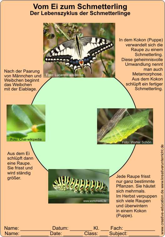 Lebenszyklus_Schmetterling-Vom_Ei_zum_Schmetterling-Ls1