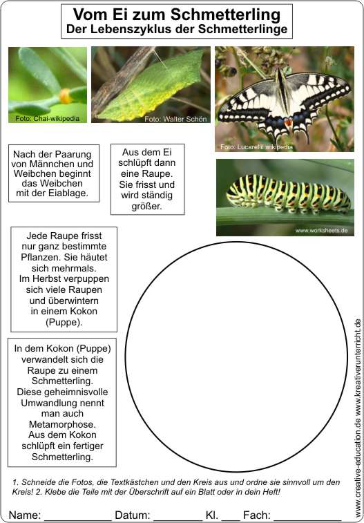 Lebenszyklus_Schmetterling-Vom_Ei_zum_Schmetterling-Zuordnen