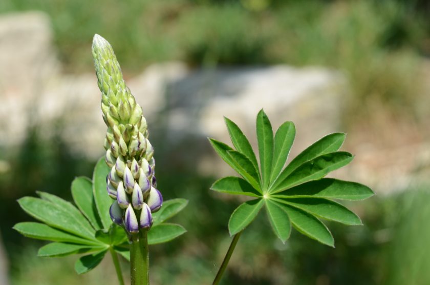 Lupine-Blatt-Blte-jung