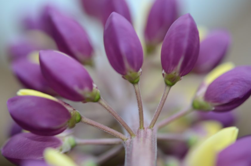 Lupine-Ordnung