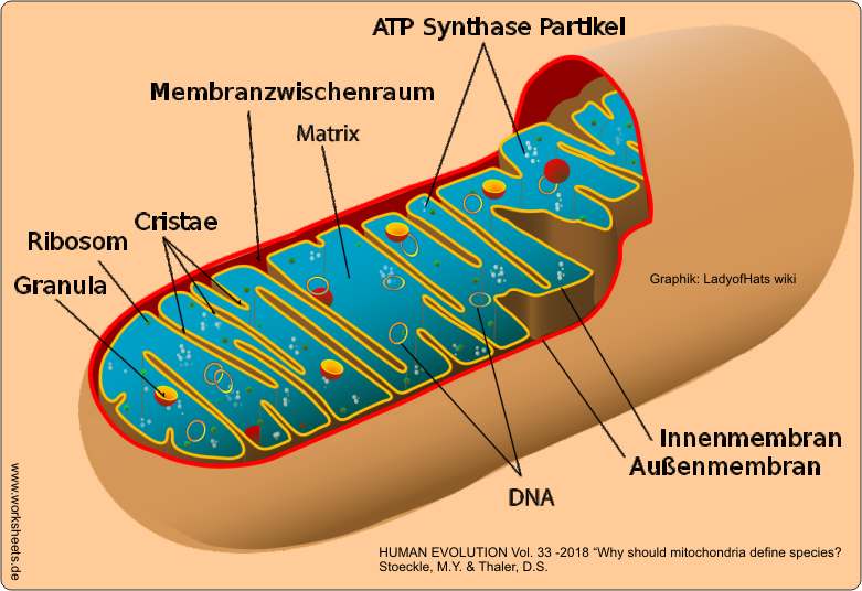 Mitochondrium M-DNA