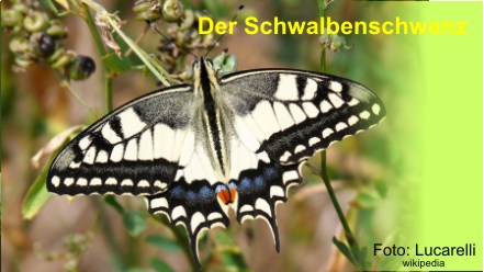 Papilio_machaon,_Livorno