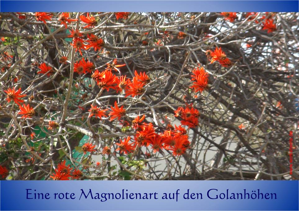 Rote_Magnolienart_-_Golanhhe