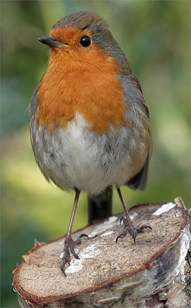 Rotkehlchen-Erithacus-rubecula-melophilus_Dublin-Ireland