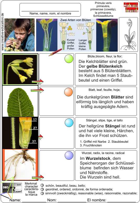 Schlsselblume-Characteristics-Primula_veris-Solution2