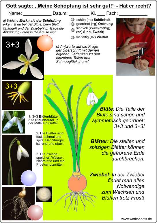 Schneeglckchen-Schpfung-Lsung