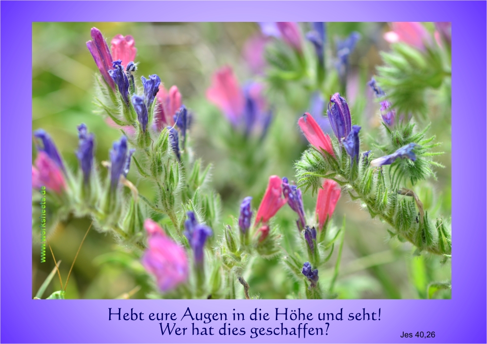 Schpfung-Augen_in_die_Hhe