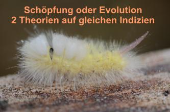 Schopfung-Evolution-2Theorien