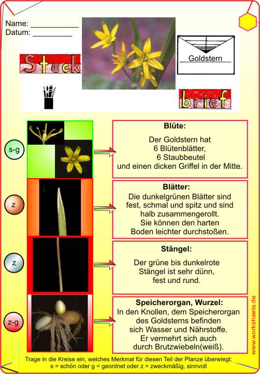 Steckbrief-Goldstern-Ls