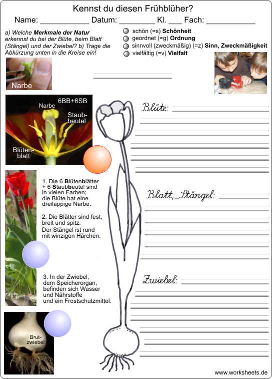 Tulpe-AB-2LA