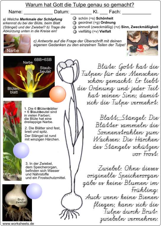 Tulpe-AB-Schpfung-Lsung