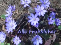 Alle Fr�hbl�her-Logo2