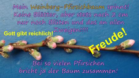 Pfirsichbl�ten-s